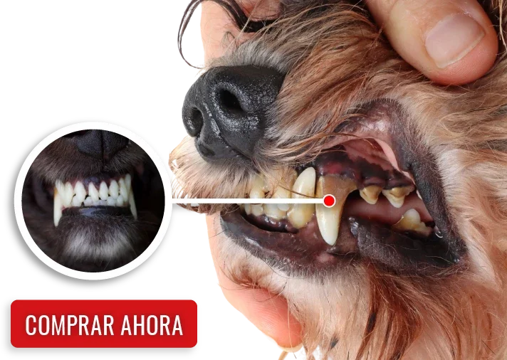 🐾ORALPET 🐶 Adiós Al Sarro 😻