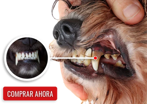 🐾ORALPET 🐶 Adiós Al Sarro 😻